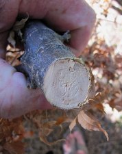 acer_180818d.jpg