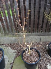 Acer Trees 004.JPG