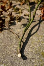 Affected Mon zukushi branch-1A.jpg