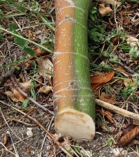 acer_180820a.jpg