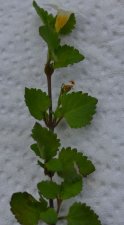 DSC_0230.jpg