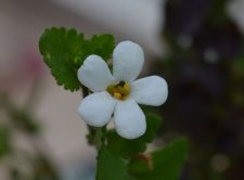 DSC_0233.jpg