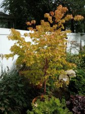 2018-10-10 13.00.27 SK1.jpg