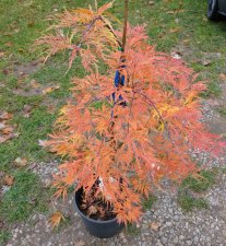 IMG_20181101_102347__01.jpg