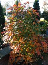 2018-11-11 10.17.49 Ry.jpg