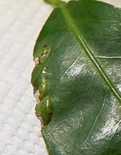 leaf12.jpg