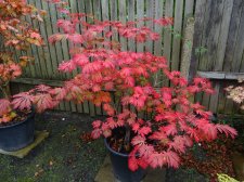 Acer Trees 003.JPG