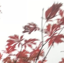 20181207_075145.png