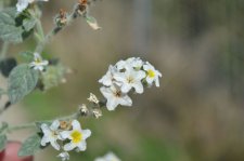 DSC_0153.jpg