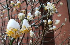 Edgeworthia-chrysantha_HornbySeawall_Cutler_20190212_162350.jpg