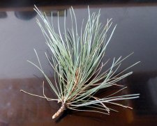 TopiaryPines_1700blkJepson-YoungLane_Cutler_20190217_P1370670.JPG