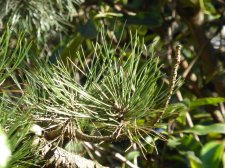 TopiaryPines_1700blkJepson-YoungLane_Cutler_20190217_P1370679.JPG