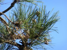 TopiaryPines_1700blkJepson-YoungLane_Cutler_20190217_P1370681.JPG