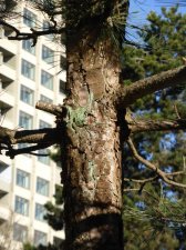 TopiaryPines_1700blkJepson-YoungLane_Cutler_20190217_P1370682.JPG