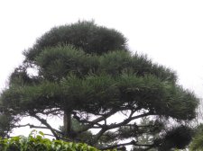 TopiaryPines_1700blkJepson-YoungLane_Cutler_20190219_P1370688.JPG