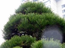 TopiaryPines_1700blkJepson-YoungLane_Cutler_20190219_P1370692.JPG