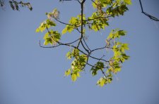 DSC_0093.JPG
