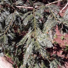Sequoia sempervirens Glauca leaf.jpg