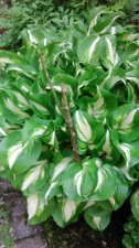 Unknown hosta.JPG