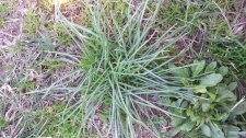 20170303_145500_original (Grass).jpg