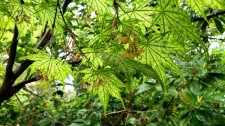 Acer-palmatum_StanleyParkRhodyGarden_Cutler_20190514_102355.jpg