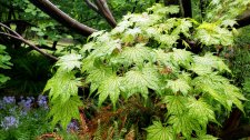 Acer-palmatum_StanleyParkRhodyGarden_Cutler_20190514_102423.jpg