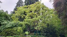 Acer-palmatum_StanleyParkRhodyGarden_Cutler_20190514_102447.jpg