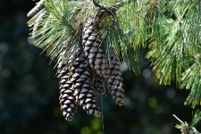 pine2-3.jpg