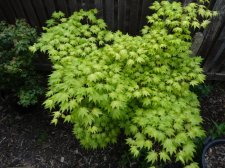 Acer Trees 060.JPG