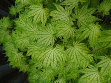 Acer Trees 058.JPG