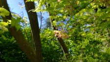 AcerShigitatsuSawa_StanleyParkRhodyGardenMagnoliaPath_Cutler_20190518_161607.jpg