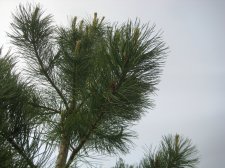 IMG_7063.JPG