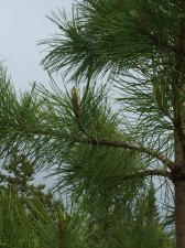 IMG_5823.JPG