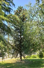 Araucaria-araucana_33rdOak_Cutler_20190626_142221.jpg