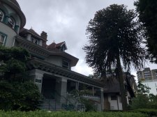 410 W 12th - Monkey Puzzle.jpg