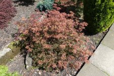 acer felice 001.JPG