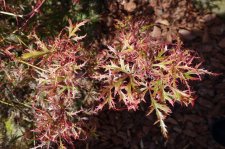acer felice 007.JPG