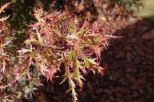acer felice 015.JPG