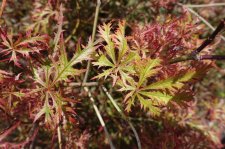 acer felice 019.JPG