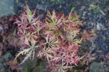 acer felice 021.JPG
