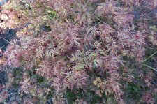 acer felice 022.JPG