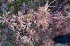 acer felice 027.JPG