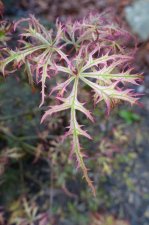 acer felice 036.JPG