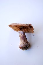 unknown1.jpg