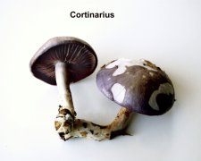 Cortinarius-s.jpg