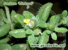 Sedum_h1[1].jpg