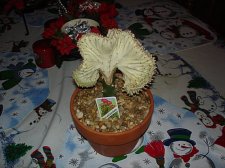 Succulent1.jpg