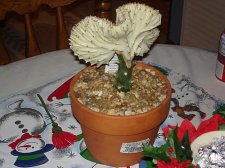 Succulent 3.jpg