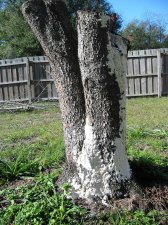 tree2_2.jpg