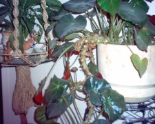 house plant.JPG
